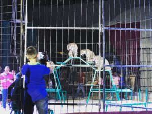 檻のトラ