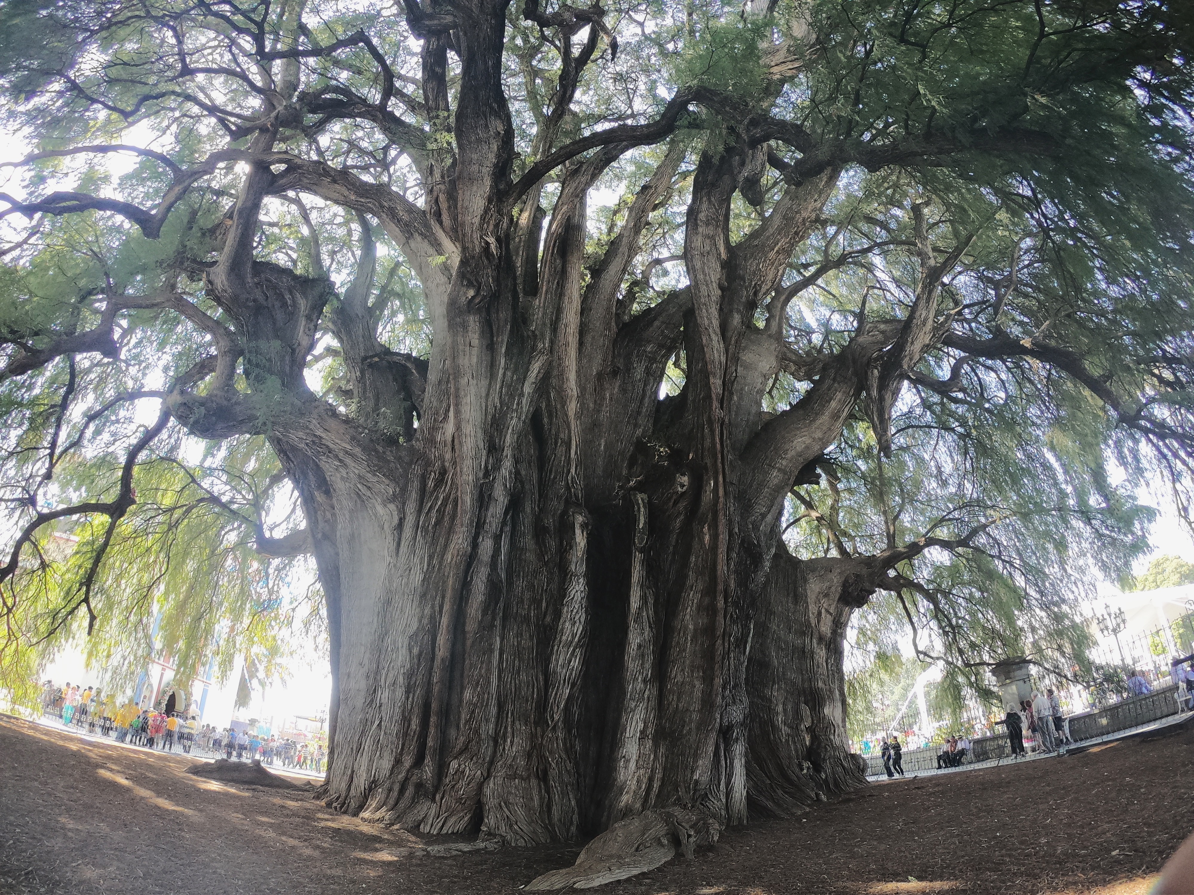 ギネス認定の世界一太い木 トゥーレの木が巨大すぎた スペイン語やろうぜ